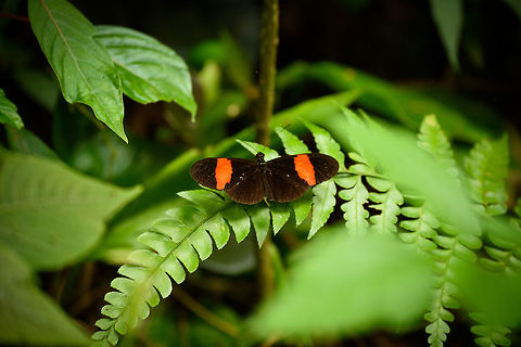 Common Postman, Santa Mar&iacute;a, Colombia  Boyac&aacute;,Colombia,Common postman,Heliconius melpomene,Santa Mar&iacute;a,South America,World