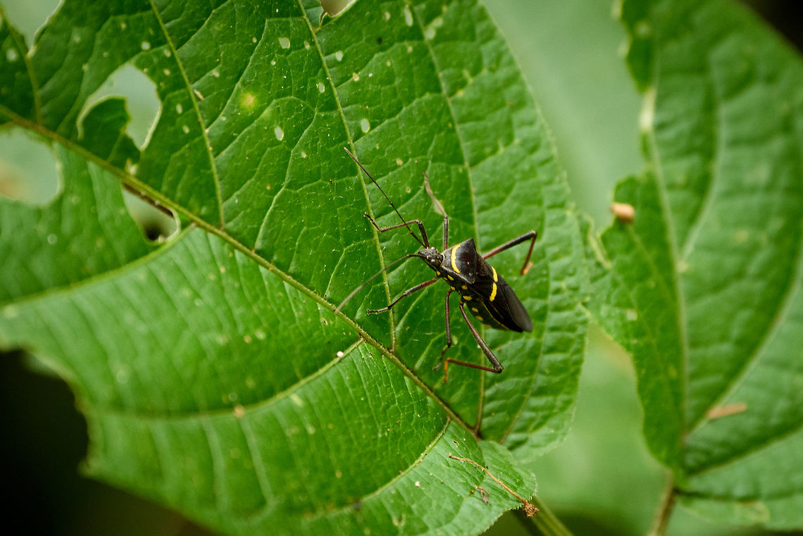Black bug with yellow marks, Santa Mar&iacute;a, Colombia Bug that is overall black, with yellow stripes on the abdomen and chest, yellow spots on the belly. Legs are reddish. Boyac&aacute;,Colombia,Coreidae,Coreoidea,Fall,Geotagged,Heteroptera,Phthia lunata,Santa Mar&iacute;a,South America,World