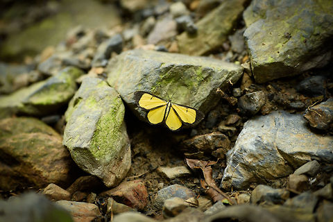 Smicropus bogotensis with black outline, Santa María, Colombia This one is plaguing me. After a 90 minute search across various neotropical butterfly sites, the local Santa María butterfly documentation, and this giant checklist...

http://neotropicalbutterflies.com/colombiapdf/PDFs/PDF09_SantaMaria_Abr15_2015.pdf

...I'm still coming up empty. Maybe it's a moth?
 Boyacá,Colombia,Fall,Flavinia bogotensis,Geotagged,Santa María,South America,World