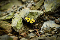 Smicropus bogotensis with black outline, Santa Mar&iacute;a, Colombia This one is plaguing me. After a 90 minute search across various neotropical butterfly sites, the local Santa Mar&iacute;a butterfly documentation, and this giant checklist...<br />
<br />
http://neotropicalbutterflies.com/colombiapdf/PDFs/PDF09_SantaMaria_Abr15_2015.pdf<br />
<br />
...I'm still coming up empty. Maybe it's a moth?<br />
 Boyac&aacute;,Colombia,Fall,Flavinia bogotensis,Geotagged,Santa Mar&iacute;a,South America,World
