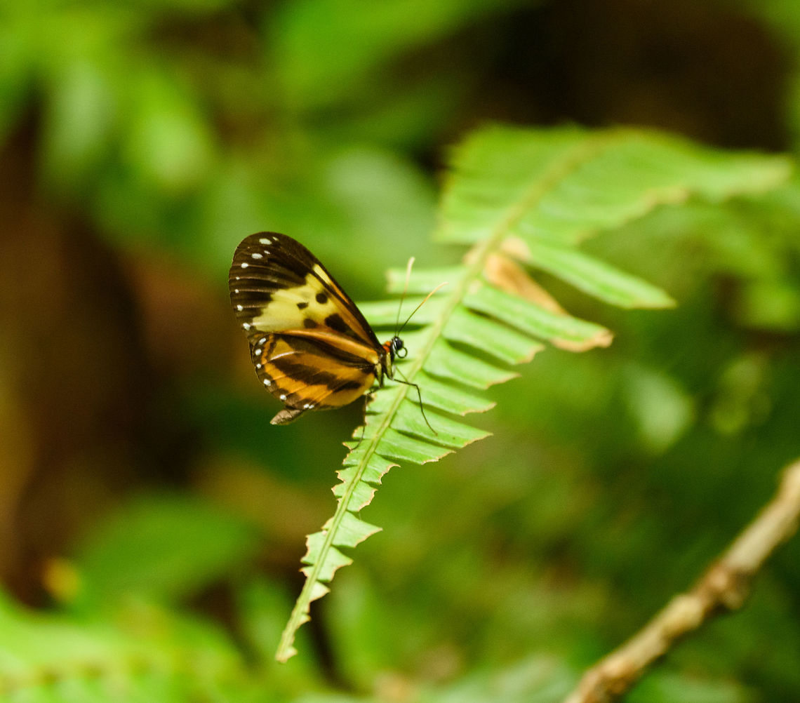 Mechanitis sp., Santa María, Colombia  Boyacá,Ceratinia tutia,Colombia,Santa María,South America,Tutia clearwing,World