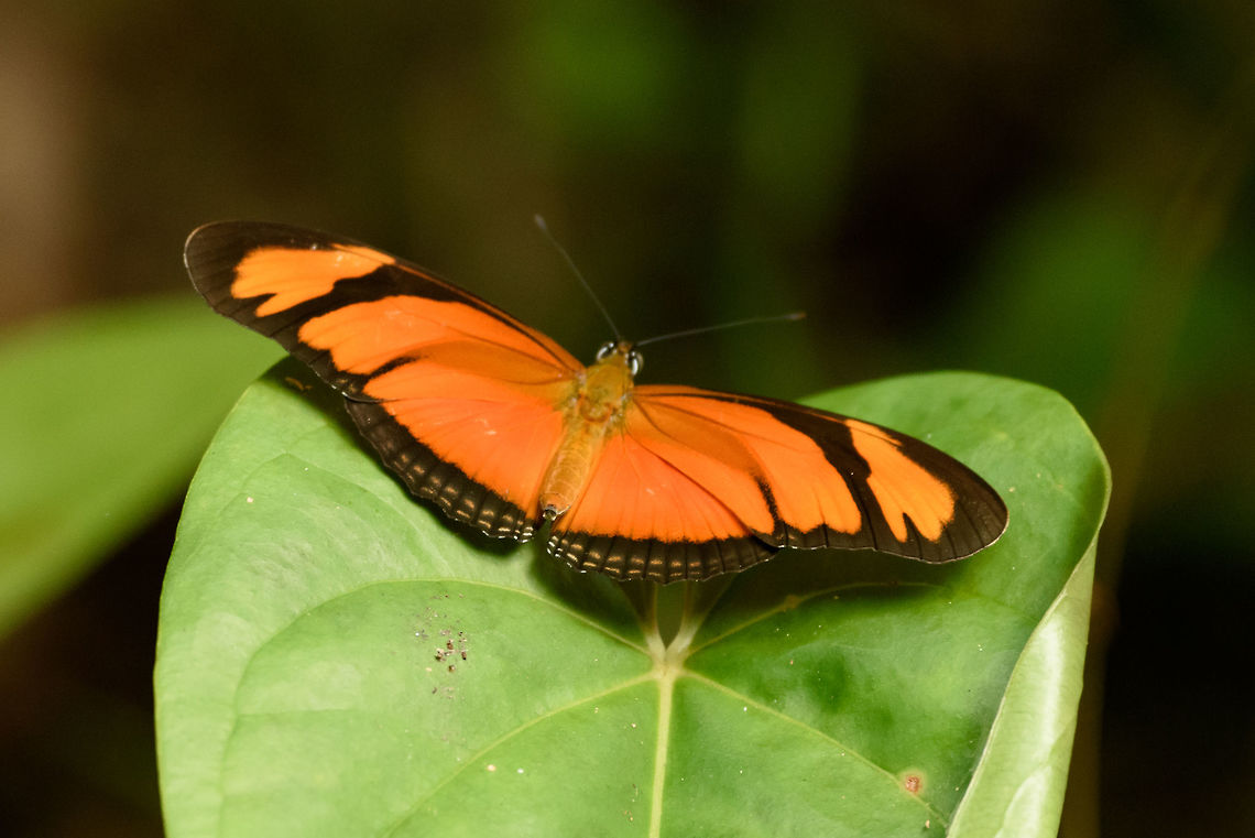 Julia Butterfly closeup, Santa María, Colombia  Boyacá,Colombia,Dryas iulia,Fall,Geotagged,Julia Butterfly,Santa María,South America,World
