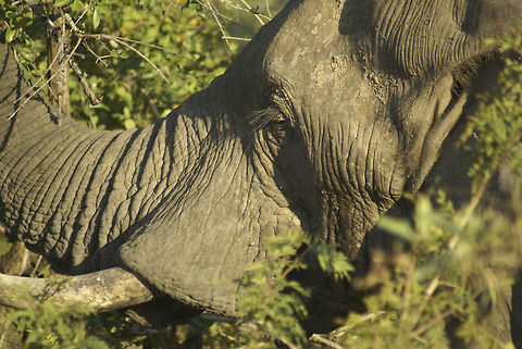 Elephant closeup Sideview closeup of an African Elephant, showcasing its enormous tusks. African Bush Elephant,African Elephant,Closeup,Elephant,Loxodonta africana,Proboscidea,South Africa