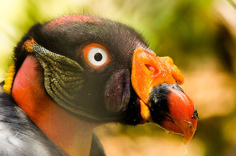 King Vulture Portrait (side) Captured at the BestZOO, the Netherlands. BestZOO,Geotagged,King Vulture,Sarcoramphus papa,The Netherlands