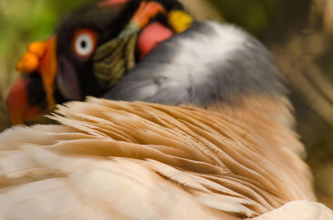 King Vulture back shot Captured at the BestZOO, the Netherlands. BestZOO,Geotagged,King Vulture,Sarcoramphus papa,The Netherlands