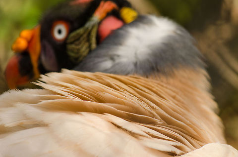 King Vulture back shot Captured at the BestZOO, the Netherlands. BestZOO,Geotagged,King Vulture,Sarcoramphus papa,The Netherlands