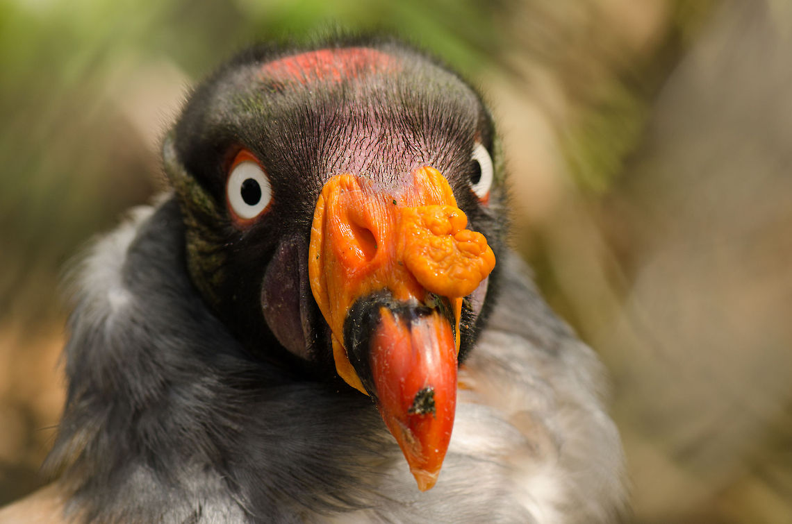 King Vulture Portrait (front) Captured at the BestZOO, the Netherlands. BestZOO,Geotagged,King Vulture,Sarcoramphus papa,The Netherlands