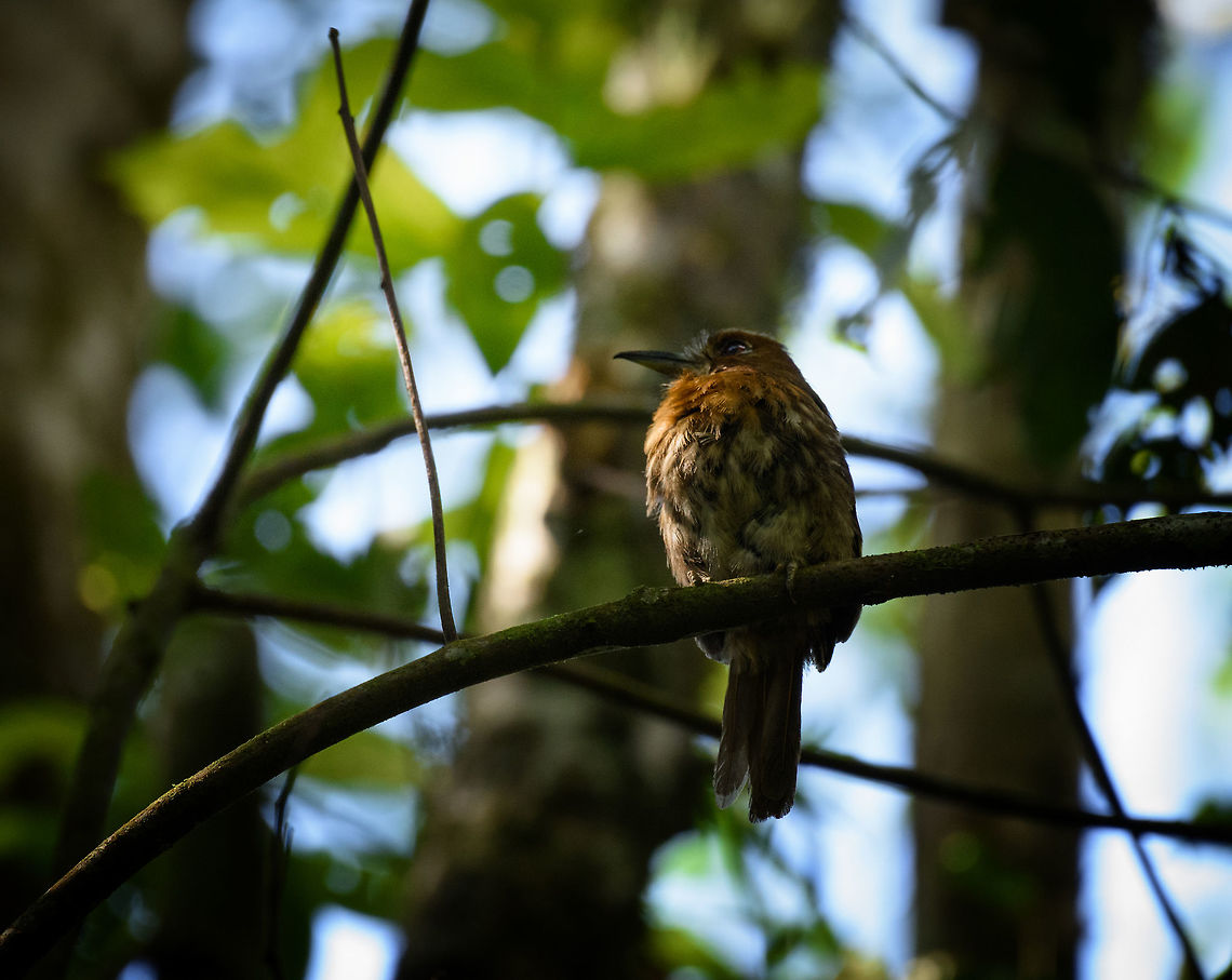 Moustached puffbird, Santa María, Colombia Puffbirds are relatively stationary birds. They feed infrequently, taking large meals like large insects or small invertebrates. Once found, they are a joy for photographers, as they don't instantly flee. Finding them, however, just takes luck. You bump into one. More likely, you don't, and they will stare down on you without you knowing about their presence.<br />
<br />
This moustached puffbird in Colombia is found around the Andes areas. This species is best distinguished by the rufous streaking on the belly, which isn't found in any other puffbird. Boyacá,Colombia,Fall,Geotagged,Malacoptila mystacalis,Moustached puffbird,Santa María,South America,World