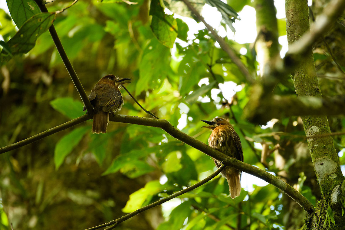 Moustached puffbird couple, Santa María, Colombia Spotting a puffbird takes a lot of luck, as they have earth tones that camouflage them well, and they tend to sit still a lot. Finding a couple during marriage counseling takes some extra luck. Boyacá,Colombia,Fall,Geotagged,Malacoptila mystacalis,Moustached puffbird,Santa María,South America,World