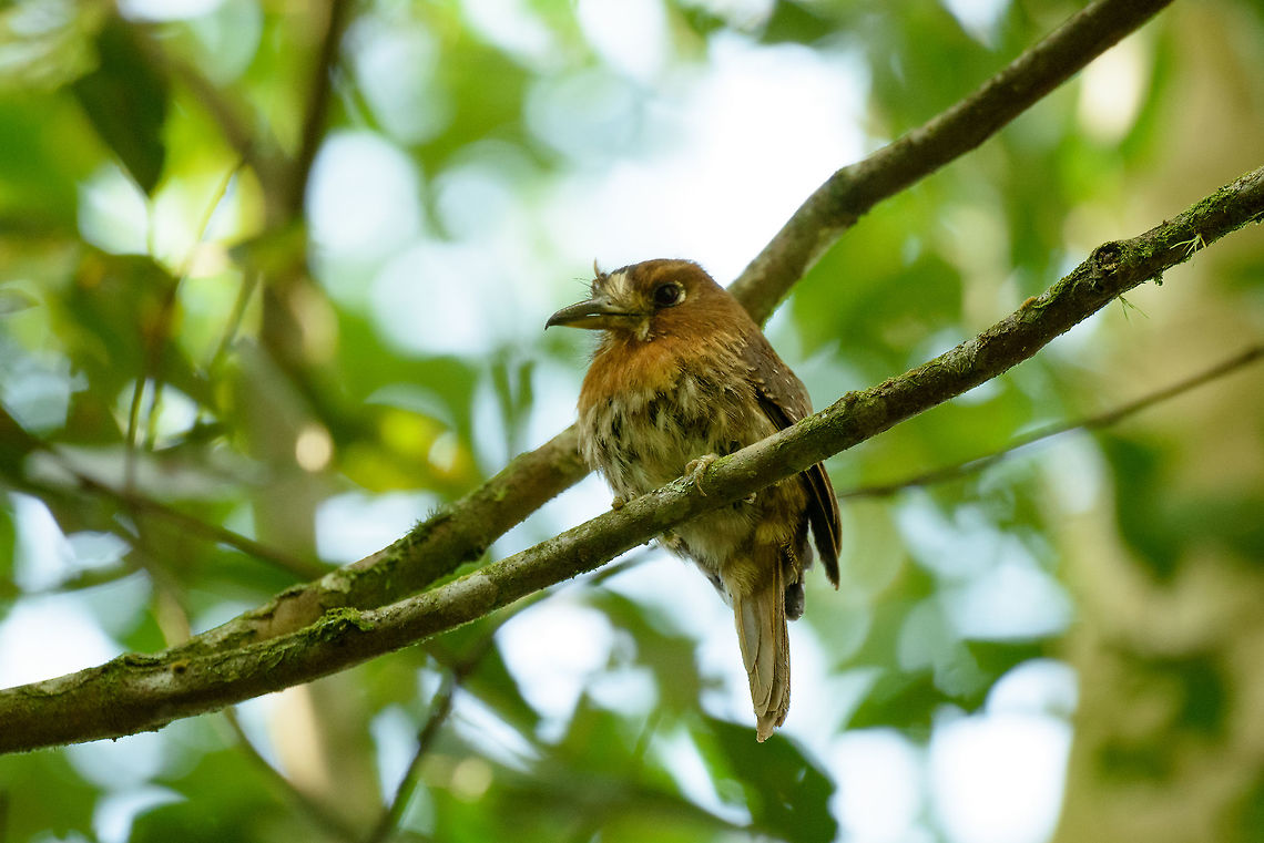 Moustached puffbird closeup, Santa María, Colombia Part of a couple:<br />
<figure class="photo"><a href="https://www.jungledragon.com/image/49863/moustached_puffbird_couple_santa_mara_colombia.html" title="Moustached puffbird couple, Santa Mar&iacute;a, Colombia"><img src="https://s3.amazonaws.com/media.jungledragon.com/images/2/49863_thumb.jpg?AWSAccessKeyId=05GMT0V3GWVNE7GGM1R2&Expires=1759968010&Signature=QDanzZEtAUNAIKurir21qgASL%2Fo%3D" width="200" height="134" alt="Moustached puffbird couple, Santa Mar&iacute;a, Colombia Spotting a puffbird takes a lot of luck, as they have earth tones that camouflage them well, and they tend to sit still a lot. Finding a couple during marriage counseling takes some extra luck. Boyac&aacute;,Colombia,Fall,Geotagged,Malacoptila mystacalis,Moustached puffbird,Santa Mar&iacute;a,South America,World" /></a></figure> Boyacá,Colombia,Fall,Geotagged,Malacoptila mystacalis,Moustached puffbird,Santa María,South America,World