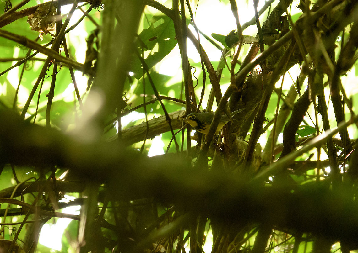 Canada warbler, Santa María, Colombia Poor photo, but it's the only one I have of this species. This bird is named after its summer range (Canada). Reading up on it, it seems a very flexible and opportunistic bird that can survive in various habitats and feeds on both insects and fruit. Boyacá,Canada warbler,Cardellina canadensis,Colombia,Fall,Geotagged,Santa María,South America,World