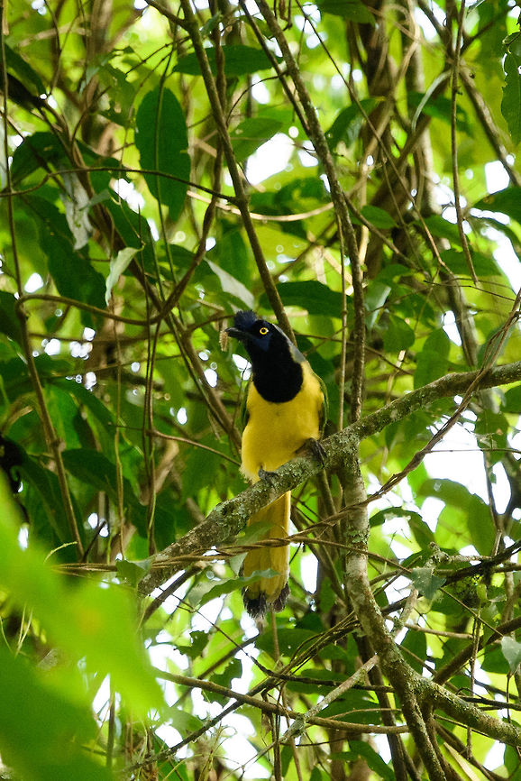 Green Jay, Santa María, Colombia Like all corvids, bright birds that are social and have the ability to learn things. Boyacá,Colombia,Cyanocorax yncas,Fall,Geotagged,Green Jay,Santa María,South America,World
