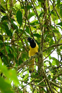 Green Jay, Santa María, Colombia Like all corvids, bright birds that are social and have the ability to learn things. Boyacá,Colombia,Cyanocorax yncas,Fall,Geotagged,Green Jay,Santa María,South America,World