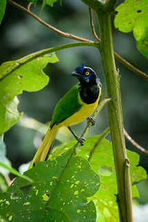 Green Jay - II, Santa María, Colombia Noisy shot, but wanted to show the full feather deck. Boyacá,Colombia,Cyanocorax yncas,Green Jay,Santa María,South America,World