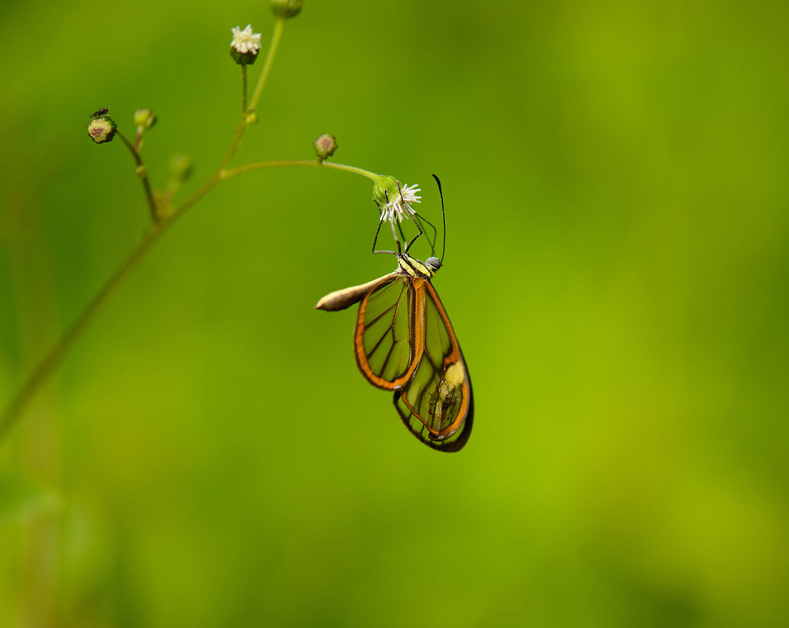 Clearwing butterfly, Santa María, Colombia I recently learned that identifying clearwing butterflies from Colombia is quite difficult, as there is an enormous variation in similar looking species. I just found a detailed paper that actually explores the enormous diversification of this group specifically in the Andes:<br />
<a href="http://isyeb.mnhn.fr/IMG/pdf/elias09molecol.pdf" rel="nofollow">http://isyeb.mnhn.fr/IMG/pdf/elias09molecol.pdf</a><br />
<br />
Here's an enormous list showing lots of clearwings:<br />
<a href="http://butterfliesofamerica.com/L/t/Ithomiini_a.htm" rel="nofollow">http://butterfliesofamerica.com/L/t/Ithomiini_a.htm</a><br />
<br />
Candidates for now:<br />
- Episcada polita<br />
- Episcada mira<br />
<br />
Both have the yellow highlight in the wings. Boyacá,Colombia,Santa María,South America,World