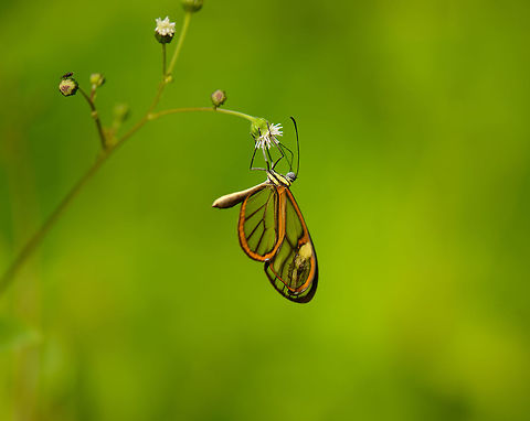 Clearwing butterfly, Santa Mar&iacute;a, Colombia I recently learned that identifying clearwing butterflies from Colombia is quite difficult, as there is an enormous variation in similar looking species. I just found a detailed paper that actually explores the enormous diversification of this group specifically in the Andes:
http://isyeb.mnhn.fr/IMG/pdf/elias09molecol.pdf

Here's an enormous list showing lots of clearwings:
http://butterfliesofamerica.com/L/t/Ithomiini_a.htm

Candidates for now:
- Episcada polita
- Episcada mira

Both have the yellow highlight in the wings. Boyac&aacute;,Colombia,Santa Mar&iacute;a,South America,World