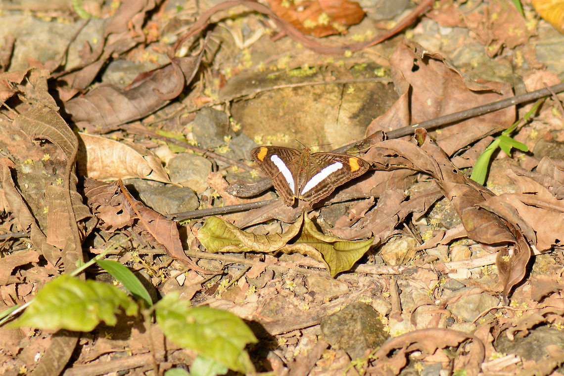 Sunbathing Sister, Santa Mar&iacute;a, Colombia Adelpha sp. List of Adelpha species with thumbnails:<br />
<a href="http://butterfliesofamerica.com/t/Adelpha_a.htm" rel="nofollow">http://butterfliesofamerica.com/t/Adelpha_a.htm</a><br />
<br />
Candidates based on range:<br />
- Adelpha paraena lecromi<br />
- Adelpha serpa celerio Adelpha iphicleola,Boyac&aacute;,Colombia,Confusing Sister,Santa Mar&iacute;a,South America,World