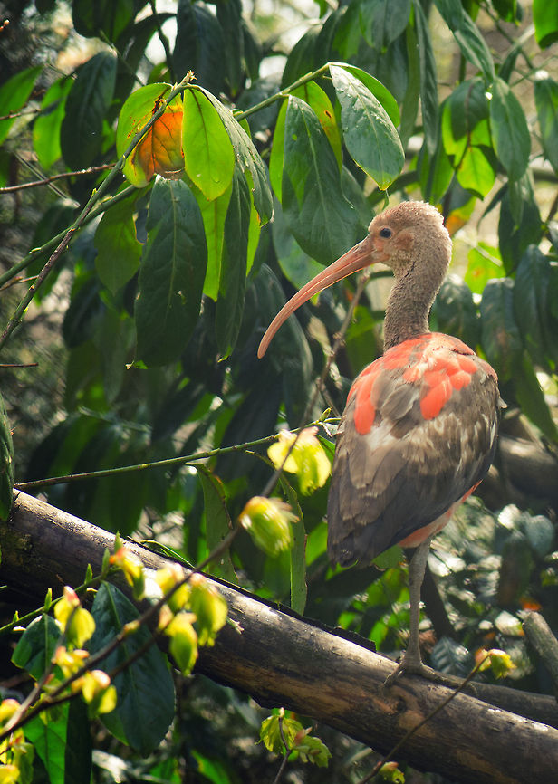 Scarlet Ibis Juvenile You can tell this is a young Scarlet Ibis by its feathers, which are largely grey. The full scarlet plumage only develops later in life, based on their diet. BestZOO,Eudocimus ruber,Scarlet Ibis