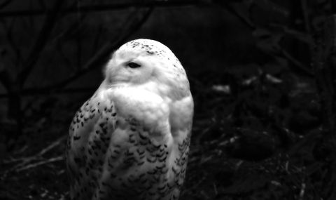 Snowy Owl Consumption machine of young chicks at the BestZOO, the Netherlands. BestZOO,Bubo scandiacus,Geotagged,Snowy Owl,The Netherlands