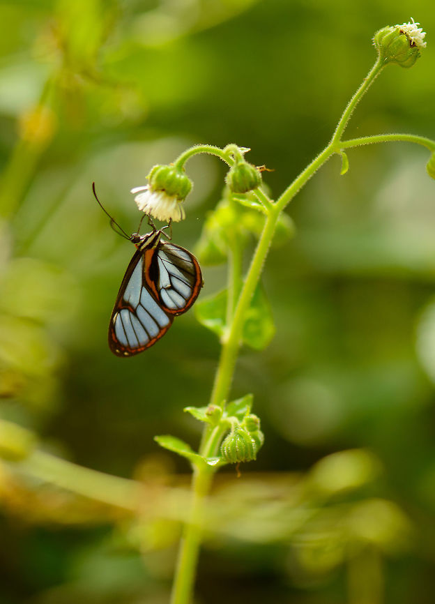 Clearwing butterfly, Santa María, Colombia  Boyacá,Colombia,Santa María,South America,World