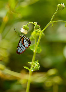 Clearwing butterfly, Santa Mar&iacute;a, Colombia  Boyac&aacute;,Colombia,Santa Mar&iacute;a,South America,World