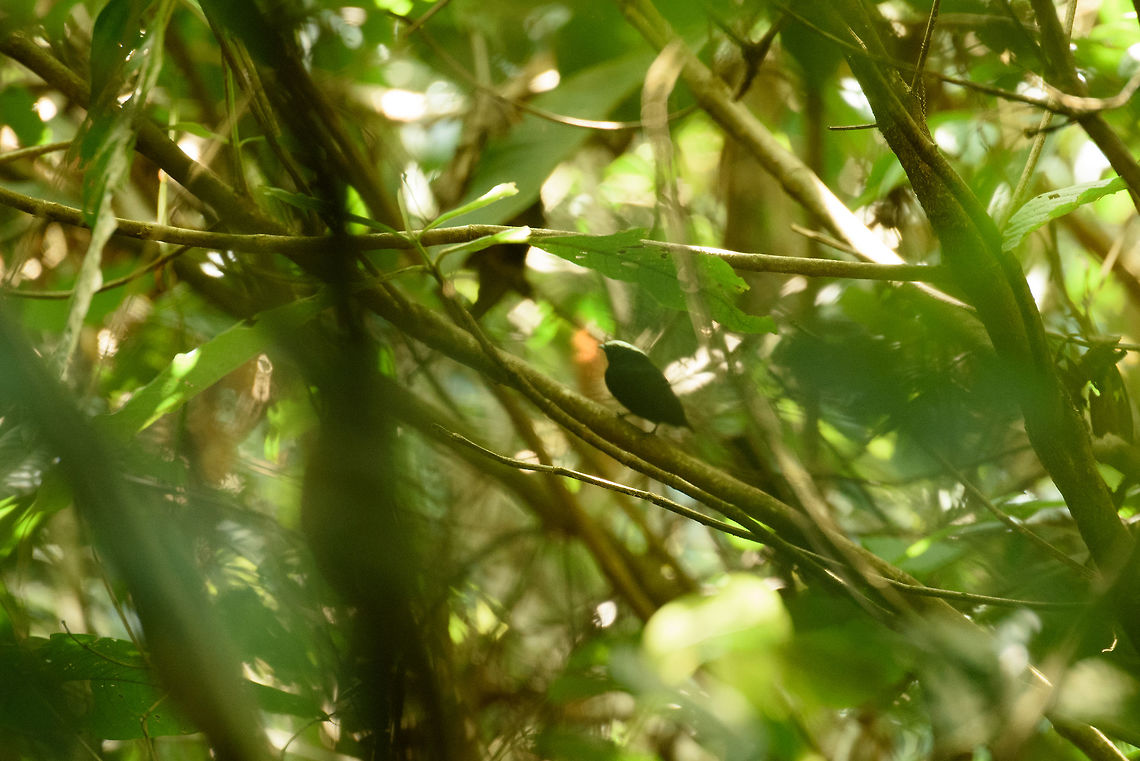 White-crowned manakin, Santa María, Colombia A horrible photo which I'm sharing anyway for the species value. I have better shots from another location that I will share in time. Together with Jacamars, Manakins have been a pleasant discovery for us in Colombia as really cool families of birds to focus on. Manakins in particular are interesting not only for being cute and beautiful, similar to birds of paradise they engage in interesting mating display behavior. Examples:<br />
<section class="video"><iframe width="448" height="282" src="https://www.youtube-nocookie.com/embed/i8kjSEykvns?hd=1&autoplay=0&rel=0" frameborder="0" allowfullscreen></iframe></section><br />
<section class="video"><iframe width="448" height="282" src="https://www.youtube-nocookie.com/embed/nATV_BPzfvQ?hd=1&autoplay=0&rel=0" frameborder="0" allowfullscreen></iframe></section> Boyacá,Colombia,Dixiphia pipra,Santa María,South America,White-crowned manakin,World