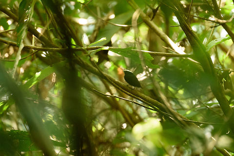 White-crowned manakin, Santa María, Colombia A horrible photo which I'm sharing anyway for the species value. I have better shots from another location that I will share in time. Together with Jacamars, Manakins have been a pleasant discovery for us in Colombia as really cool families of birds to focus on. Manakins in particular are interesting not only for being cute and beautiful, similar to birds of paradise they engage in interesting mating display behavior. Examples:
https://www.youtube.com/watch?v=i8kjSEykvns
https://www.youtube.com/watch?v=nATV_BPzfvQ Boyacá,Colombia,Dixiphia pipra,Santa María,South America,White-crowned manakin,World