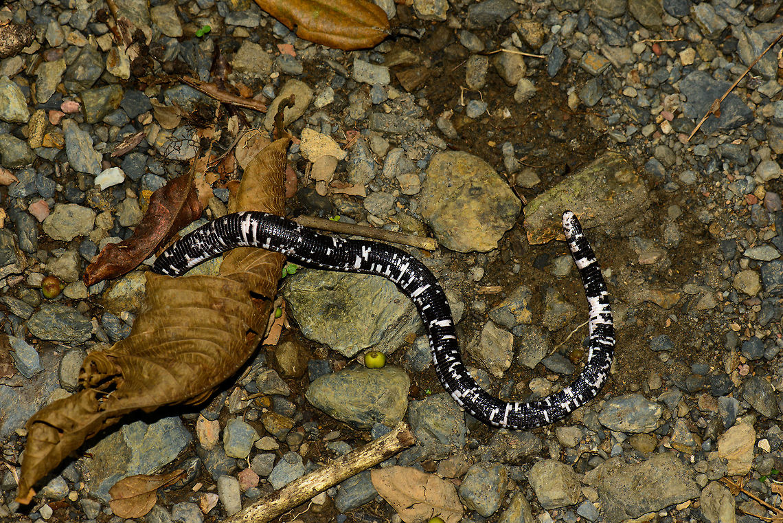 Black-and-white worm lizard, Santa María, Colombia A reptile without limbs, yet not a snake. Meet the first worm lizard on JungleDragon, the Black-and-white worm lizard specifically. It is fairly widely distributed throughout South America, yet the odds of ever finding one is close to zero, since it spends most of its life underground. On top of that, it is a nocturnal creature. Therefore, a disclosure: we did not find this ourselves, one of the local guides found it a few days earlier and was temporarily holding on to it. This was the moment of its release. <br />
<br />
Not visible from a static image, the release clearly showed what a phenomenal digger it is. It is incredibly fast and strong in overcoming obstacles or going straight through them. <br />
<br />
Head closeup:<br />
<figure class="photo"><a href="https://www.jungledragon.com/image/49904/black-and-white_worm_lizard_-_head_santa_mara_colombia.html" title="Black-and-white worm lizard - head, Santa Mar&iacute;a, Colombia"><img src="https://s3.amazonaws.com/media.jungledragon.com/images/2/49904_thumb.jpg?AWSAccessKeyId=05GMT0V3GWVNE7GGM1R2&Expires=1759968010&Signature=qszd79Is6MdU%2BnsRBUJUJgaEprI%3D" width="110" height="152" alt="Black-and-white worm lizard - head, Santa Mar&iacute;a, Colombia Head detail of a Black-and-white worm lizard found in Santa Mar&iacute;a, Colombia. Amphisbaena fuliginosa,Black-and-white worm lizard,Boyac&aacute;,Colombia,Santa Mar&iacute;a,South America,World" /></a></figure><br />
<br />
Full body shot:<br />
<br />
<figure class="photo"><a href="https://www.jungledragon.com/image/49905/black-and-white_worm_lizard_-_full_body_shot_santa_mara_colombia.html" title="Black-and-white worm lizard - full body shot, Santa Mar&iacute;a, Colombia"><img src="https://s3.amazonaws.com/media.jungledragon.com/images/2/49905_thumb.jpg?AWSAccessKeyId=05GMT0V3GWVNE7GGM1R2&Expires=1759968010&Signature=tB20Mx7F4X3dZ1s51e%2FUdFRisHs%3D" width="118" height="152" alt="Black-and-white worm lizard - full body shot, Santa Mar&iacute;a, Colombia Full body shot of a Black-and-white worm lizard found in Santa Mar&iacute;a, Colombia. Amphisbaena fuliginosa,Black-and-white worm lizard,Boyac&aacute;,Colombia,Santa Mar&iacute;a,South America,World" /></a></figure><br />
<br />
Fun fact: sometimes called a two-headed snake, based on the behavior where it raises both its head and tail at once when threatened. Learned that from this video:<br />
<br />
<section class="video"><iframe width="448" height="282" src="https://www.youtube-nocookie.com/embed/Y4tGSLXcrxg?hd=1&autoplay=0&rel=0" frameborder="0" allowfullscreen></iframe></section> Amphisbaena fuliginosa,Boyacá,Colombia,Santa María,South America,World