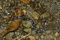 Black-and-white worm lizard, Santa María, Colombia A reptile without limbs, yet not a snake. Meet the first worm lizard on JungleDragon, the Black-and-white worm lizard specifically. It is fairly widely distributed throughout South America, yet the odds of ever finding one is close to zero, since it spends most of its life underground. On top of that, it is a nocturnal creature. Therefore, a disclosure: we did not find this ourselves, one of the local guides found it a few days earlier and was temporarily holding on to it. This was the moment of its release. <br />
<br />
Not visible from a static image, the release clearly showed what a phenomenal digger it is. It is incredibly fast and strong in overcoming obstacles or going straight through them. <br />
<br />
Head closeup:<br />
https://www.jungledragon.com/image/49904/black-and-white_worm_lizard_-_head_santa_mara_colombia.html<br />
<br />
Full body shot:<br />
<br />
https://www.jungledragon.com/image/49905/black-and-white_worm_lizard_-_full_body_shot_santa_mara_colombia.html<br />
<br />
Fun fact: sometimes called a two-headed snake, based on the behavior where it raises both its head and tail at once when threatened. Learned that from this video:<br />
<br />
https://www.youtube.com/watch?v=Y4tGSLXcrxg Amphisbaena fuliginosa,Boyacá,Colombia,Santa María,South America,World