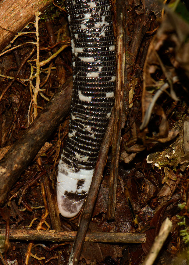 Black-and-white worm lizard - head, Santa María, Colombia Head detail of a Black-and-white worm lizard found in Santa Mar&iacute;a, Colombia. Amphisbaena fuliginosa,Black-and-white worm lizard,Boyacá,Colombia,Santa María,South America,World