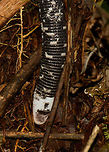Black-and-white worm lizard - head, Santa María, Colombia Head detail of a Black-and-white worm lizard found in Santa María, Colombia. Amphisbaena fuliginosa,Black-and-white worm lizard,Boyacá,Colombia,Santa María,South America,World
