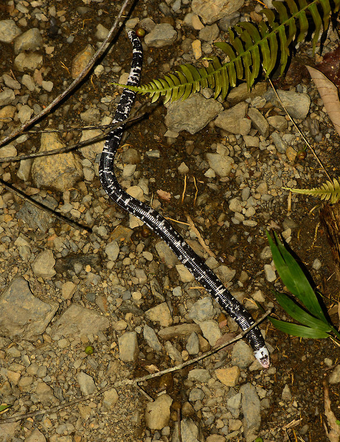 Black-and-white worm lizard - full body shot, Santa María, Colombia Full body shot of a Black-and-white worm lizard found in Santa Mar&iacute;a, Colombia. Amphisbaena fuliginosa,Black-and-white worm lizard,Boyacá,Colombia,Santa María,South America,World