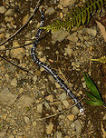 Black-and-white worm lizard - full body shot, Santa María, Colombia Full body shot of a Black-and-white worm lizard found in Santa María, Colombia. Amphisbaena fuliginosa,Black-and-white worm lizard,Boyacá,Colombia,Santa María,South America,World