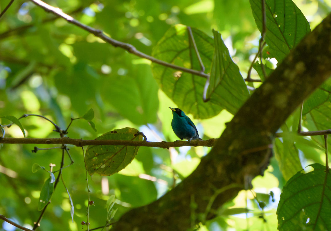 Green Honeycreeper (male), Santa María, Colombia  Boyacá,Chlorophanes spiza,Colombia,Fall,Geotagged,Green Honeycreeper,Santa María,South America,World