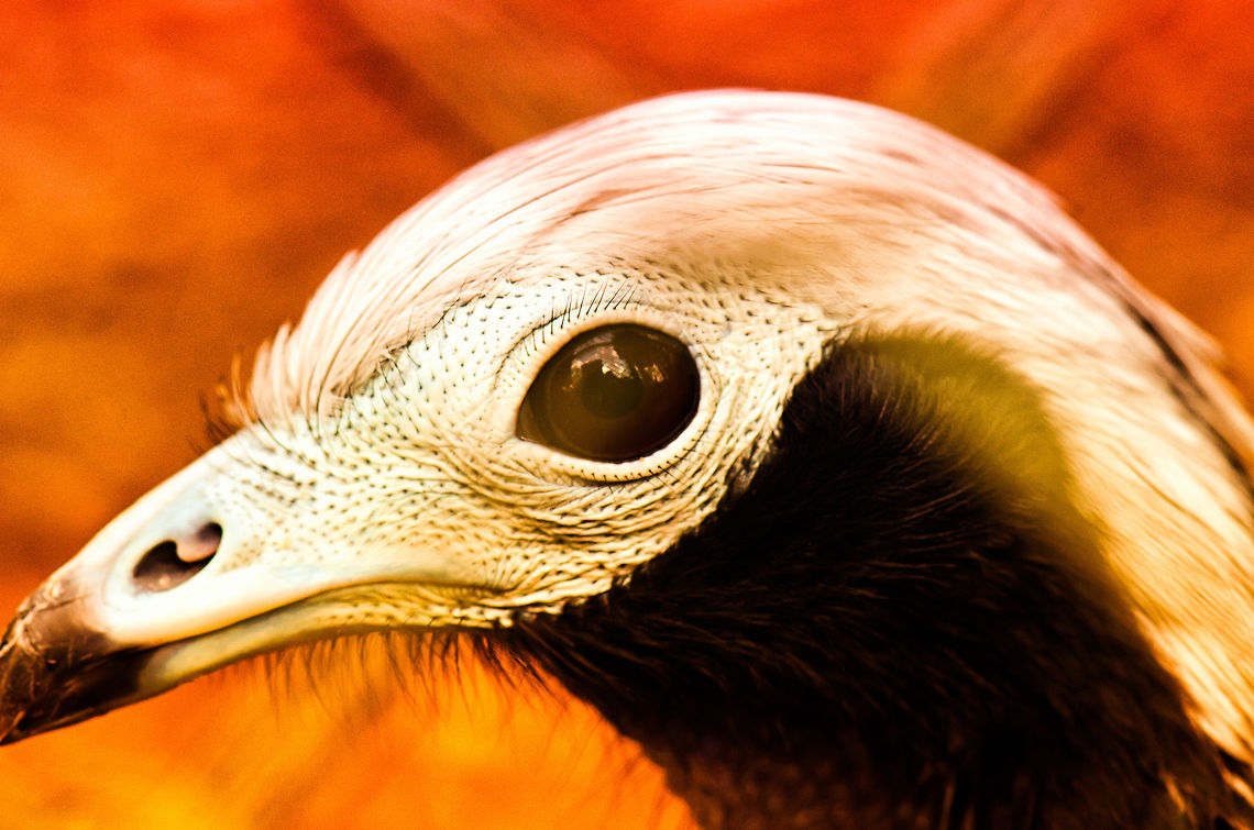 By the power of White Skull Do I even need a caption. You won&#039;t forget looking at me! BestZOO,Geotagged,Pipile pipile,The Netherlands,Trinidad Piping Guan