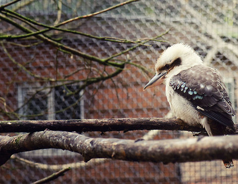 Laughing Kookaburra I was thrilled to see this bird for the first time, didn't even know it existed. Hereby another member added to our collection of Kingfishers. Sorry for the industrial look, the fence was very dense. BestZOO,Dacelo novaeguineae,Geotagged,Laughing Kookaburra,The Netherlands