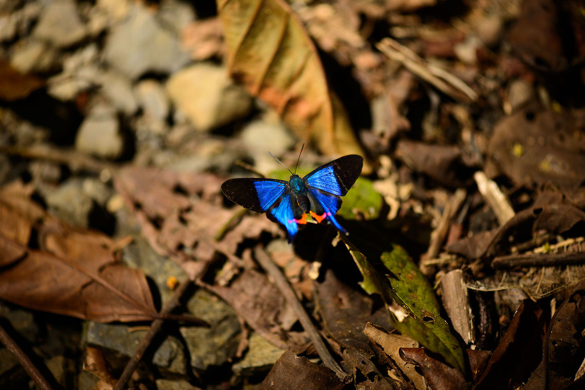 Dyson's Blue Doctor, Santa María, Colombia  Boyacá,Colombia,Dyson's Blue Doctor,Rhetus dysonii,Santa María,South America,World