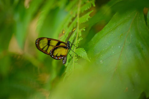 Dircenna adina - II, Santa Mar&iacute;a, Colombia Almost identical shot compared to the previous photo, but this is a coincidence, as this is a different observation. Boyac&aacute;,Colombia,Dircenna adina,Santa Mar&iacute;a,South America,World