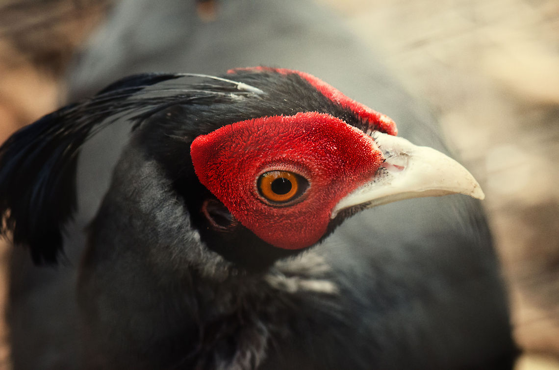 Siamese Fireback Awesome name. Awesome bird. Awesome haircut. BestZOO,Geotagged,Lophura diardi,Siamese Fireback,The Netherlands