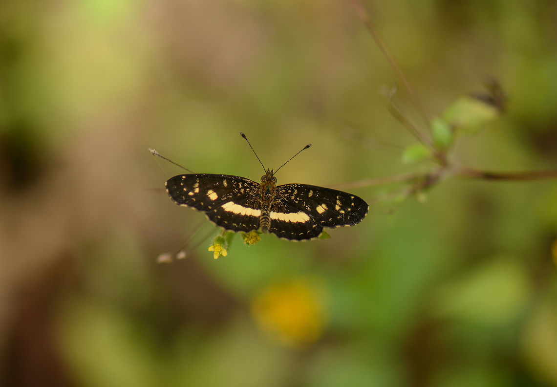 Angusta Crescent, Santa Mar&iacute;a, Colombia Supposedly usually seen in groups of 10-100, but this was a single one. This is cropped significantly, so it's a tiny specimen. Angusta Crescent,Boyac&aacute;,Castilia angusta,Colombia,Santa Mar&iacute;a,South America,World
