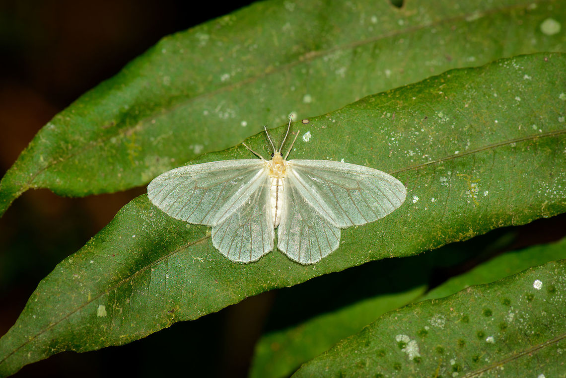 Large white moth, Santa María, Colombia Large white moth found during the day in Santa Mar&iacute;a, Colombia. Wings are white and partially transparent. I have no idea yet what species it is. Boyacá,Colombia,Glassy White,Leucula festiva,Santa María,South America,World