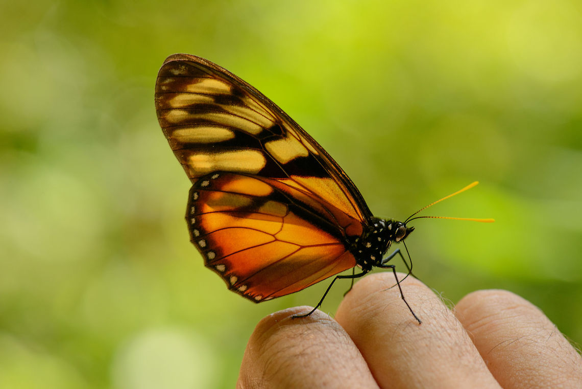 Clearwing closeup, Santa María, Colombia On our guide&#039;s hand. Presumed Ithomia sp. or Mechanitis sp. Boyacá,Clearwing-mimic Queen,Colombia,Lycorea ilione,Santa María,South America,World