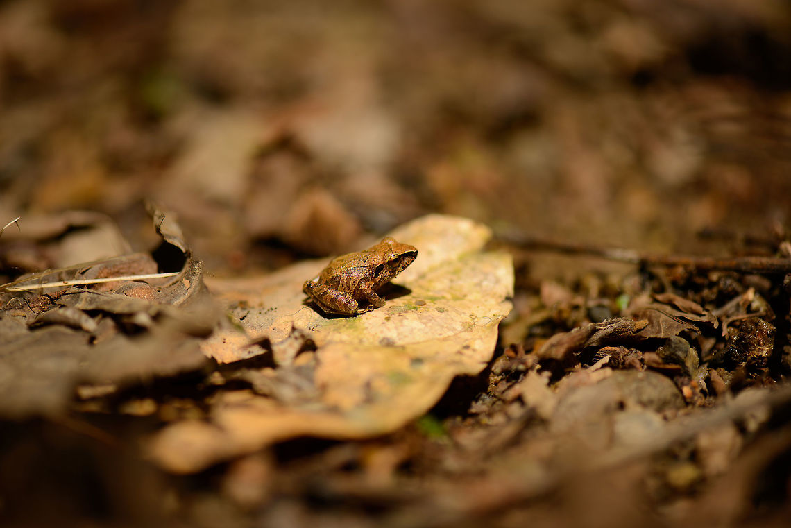 Pristimantis sp. on dry leaf, Santa María, Colombia Going to ask for help with this one. Boyacá,Colombia,Santa María,South America,World