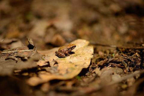 Pristimantis sp. on dry leaf, Santa Mar&iacute;a, Colombia Going to ask for help with this one. Boyac&aacute;,Colombia,Santa Mar&iacute;a,South America,World