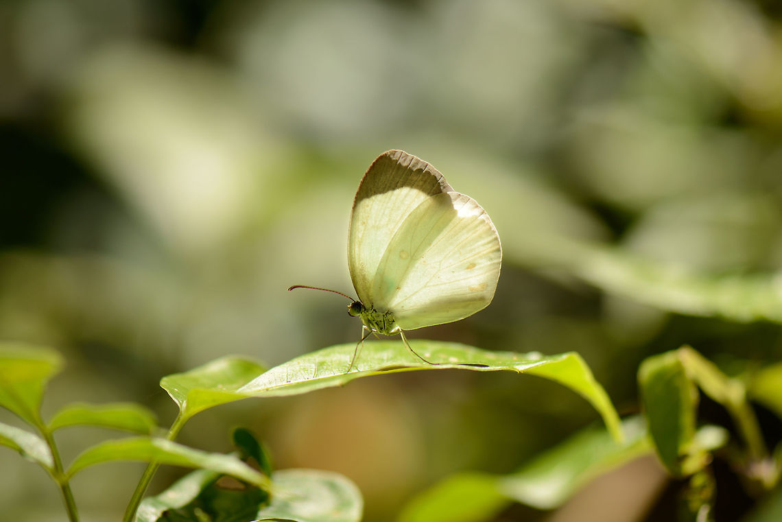 Ghost yellow, Santa María, Colombia Presumed sub species is Eurema albula marginella, which has a common name &quot;White yellow&quot;:<br />
<a href="http://butterfliesofamerica.com/eurema_albula_marginella_live1.htm" rel="nofollow">http://butterfliesofamerica.com/eurema_albula_marginella_live1.htm</a><br />
<br />
...which explains why I could not find it in the &quot;whites&quot;, it&#039;s a really light &quot;yellow&quot; insead. Boyacá,Colombia,Eurema albula,Ghost yellow,Santa María,South America,World