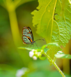 Clearwing butterfly feeding, Santa María, Colombia Closeup:
https://www.jungledragon.com/image/49950/clearwing_butterfly_feeding_-_closeup_santa_mara_colombia.html Beautiful Glasswing,Boyacá,Colombia,Ithomia terra,Santa María,South America,World