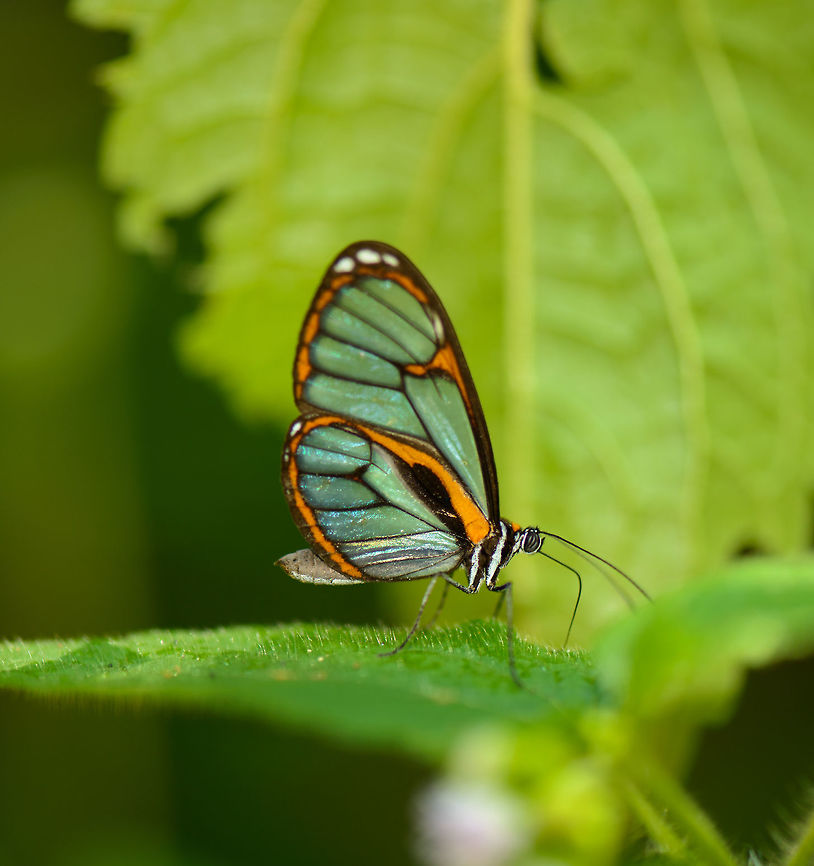 Clearwing butterfly feeding - closeup, Santa María, Colombia  Beautiful Glasswing,Boyacá,Colombia,Ithomia terra,Santa María,South America,World