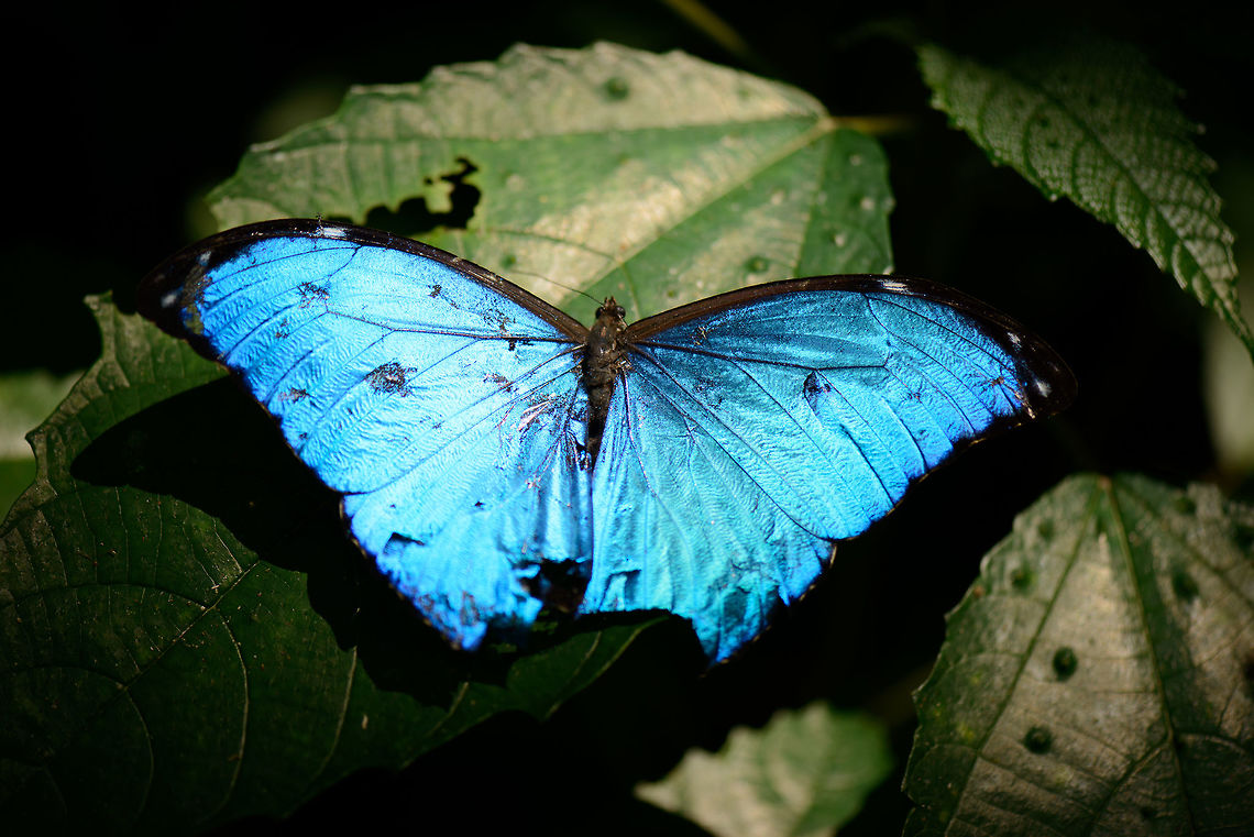 Blue Morpho highlight, Santa Mar&iacute;a, Colombia Morphos are common in Santa Mar&iacute;a, Colombia. They are big, fast and strong flyers. They are so bright blue that as they fly, it's like police lights flickering. In this somewhat dramatized photo I'm showing how bright their blue is. Boyac&aacute;,Colombia,Morpho menelaus,Santa Mar&iacute;a,South America,World