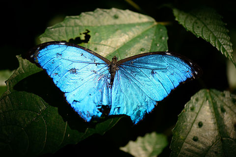 Menelaus Morpho