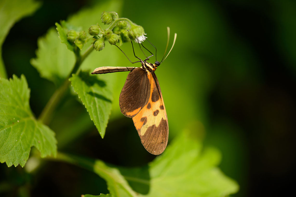 Heliconius numata, Santa María, Colombia Presumed Heliconius numata messene sub species. Boyacá,Colombia,Heliconius numata,Numata longwing,Santa María,South America,World